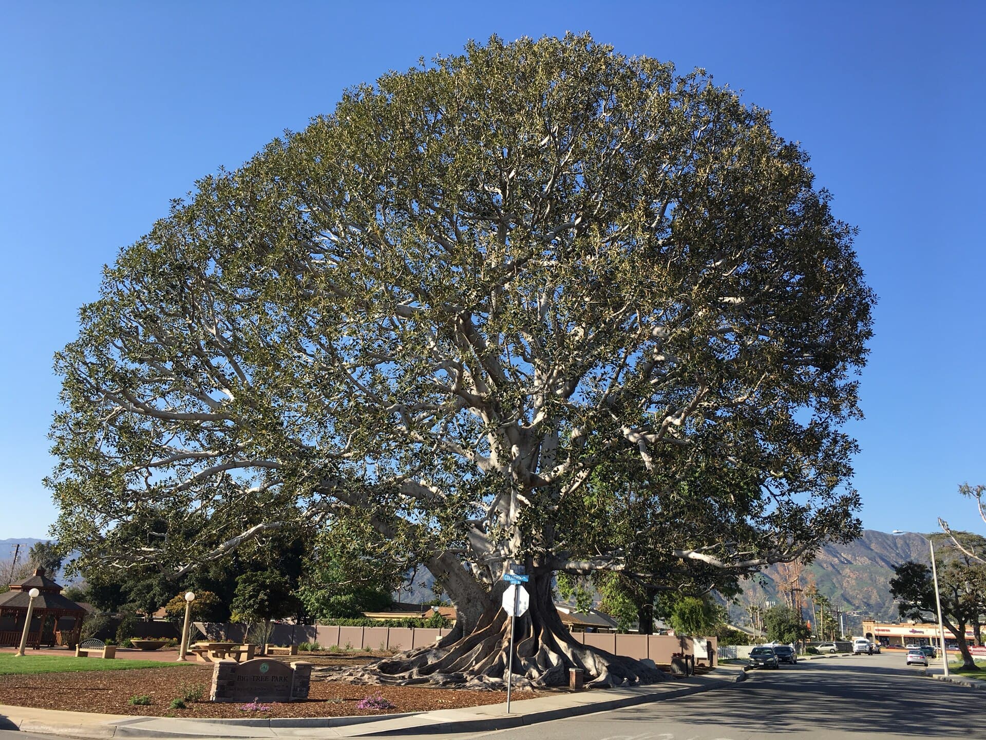 The Moreton Bay fig at Big Tree Park in Glendora